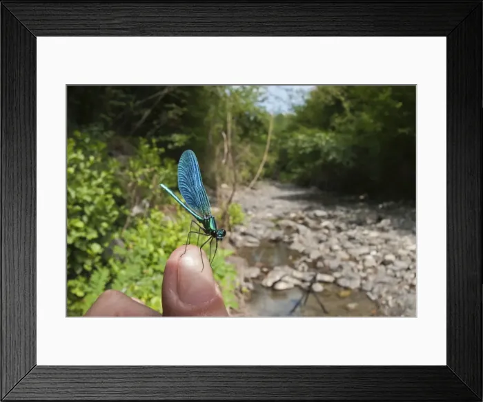 Framed Print : Picture No. 11671413 Framed Print : Picture No. 11671413