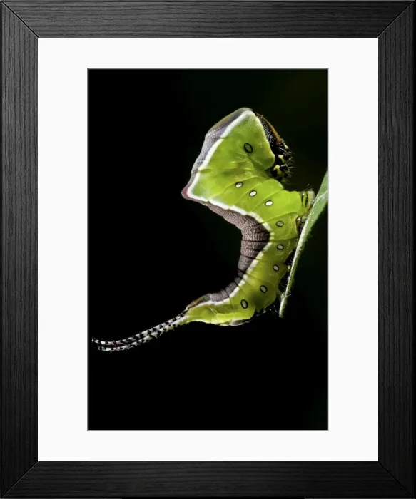 Framed Print : Picture No. 11671416 Framed Print : Picture No. 11671416