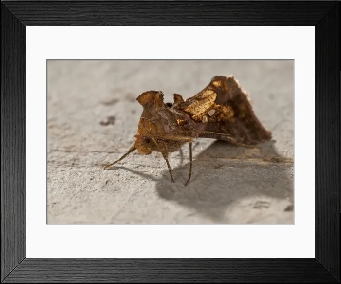Framed Print : Picture No. 11671417 Framed Print : Picture No. 11671417