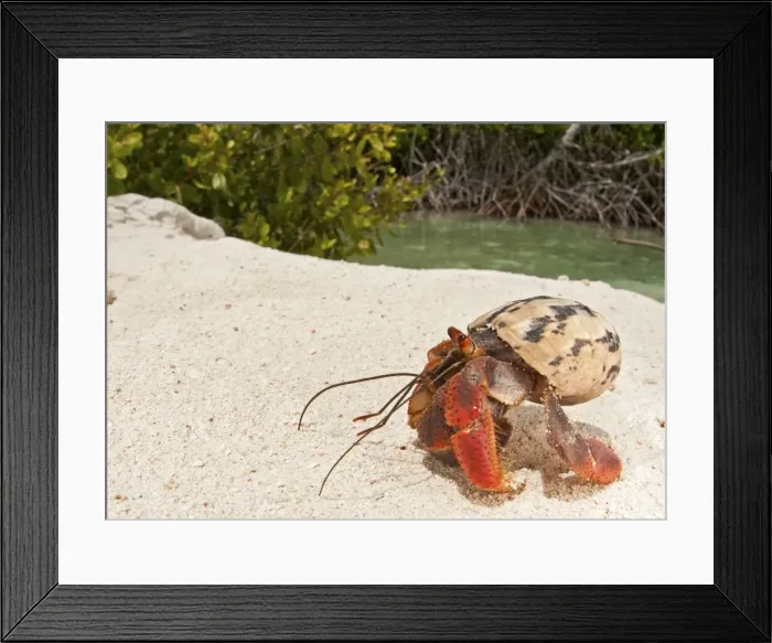 Framed Print : Picture No. 11671418 Framed Print : Picture No. 11671418