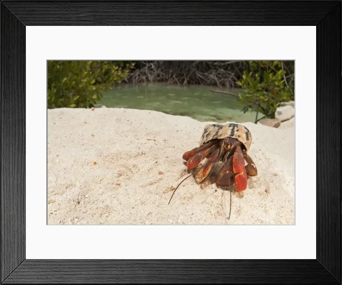 Framed Print : Picture No. 11671419 Framed Print : Picture No. 11671419