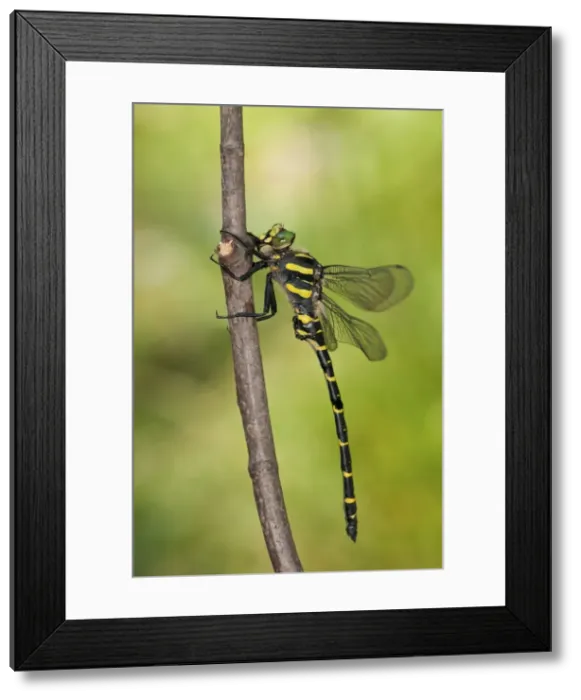 Framed Print : Picture No. 11671421