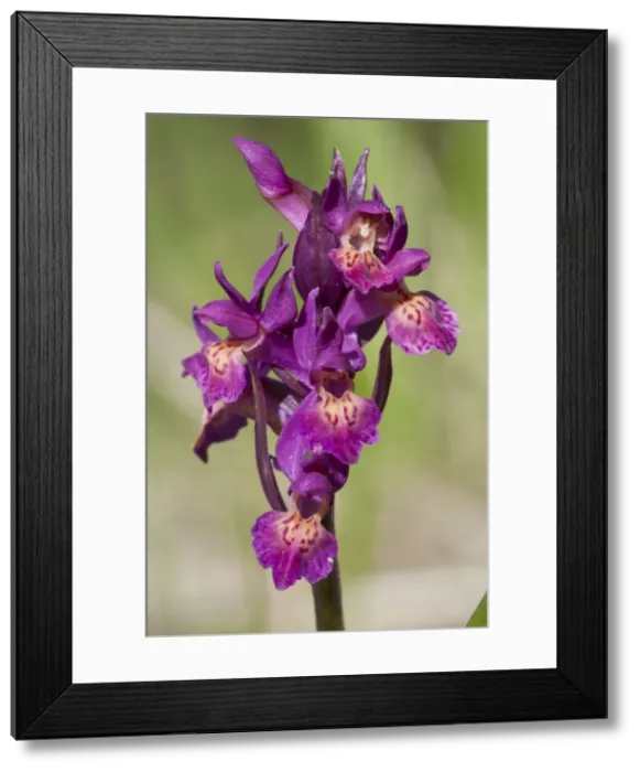 Framed Print : Picture No. 11671422 Framed Print : Picture No. 11671422