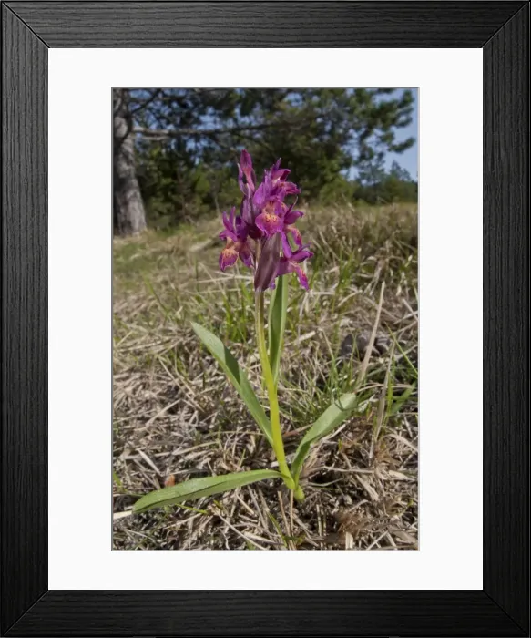 Framed Print : Picture No. 11671423 Framed Print : Picture No. 11671423