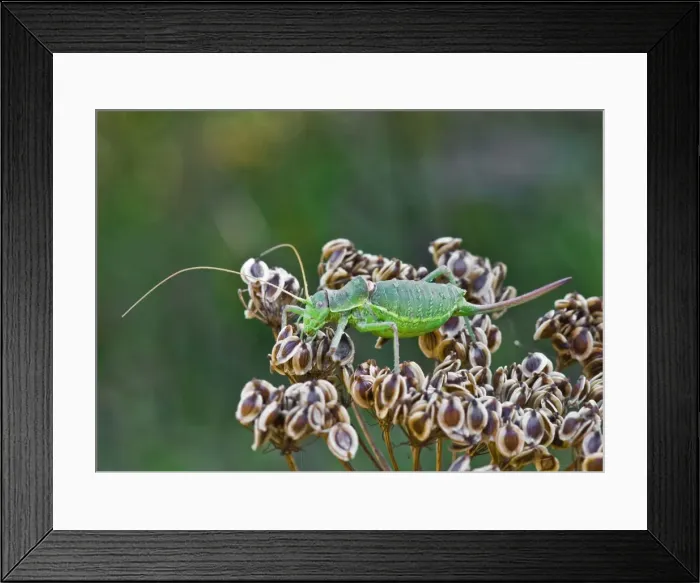 Framed Print : Picture No. 11671427 Framed Print : Picture No. 11671427