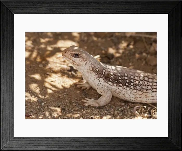 Framed Print : Picture No. 11671426 Framed Print : Picture No. 11671426