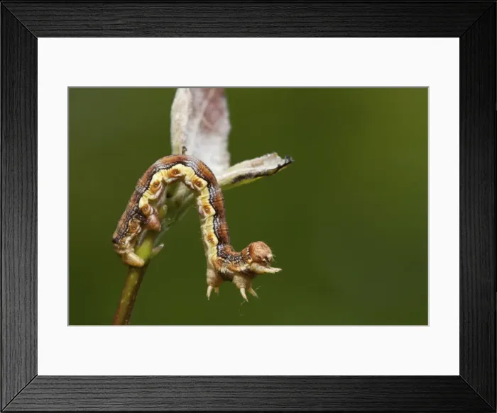 Framed Print : Picture No. 11671428 Framed Print : Picture No. 11671428