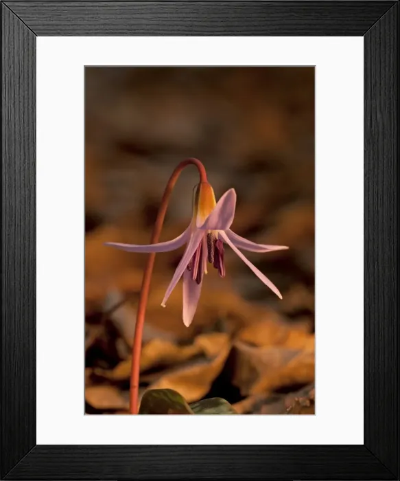 Framed Print : Picture No. 11671429 Framed Print : Picture No. 11671429
