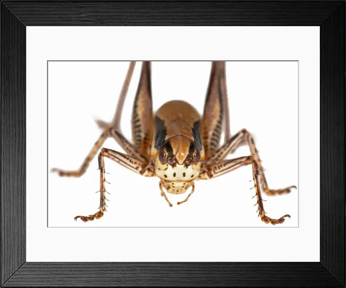 Framed Print : Picture No. 11671431 Framed Print : Picture No. 11671431