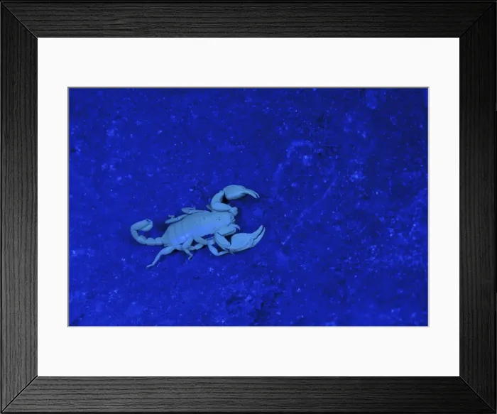 Framed Print : Picture No. 11671432