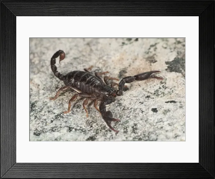 Framed Print : Picture No. 11671433
