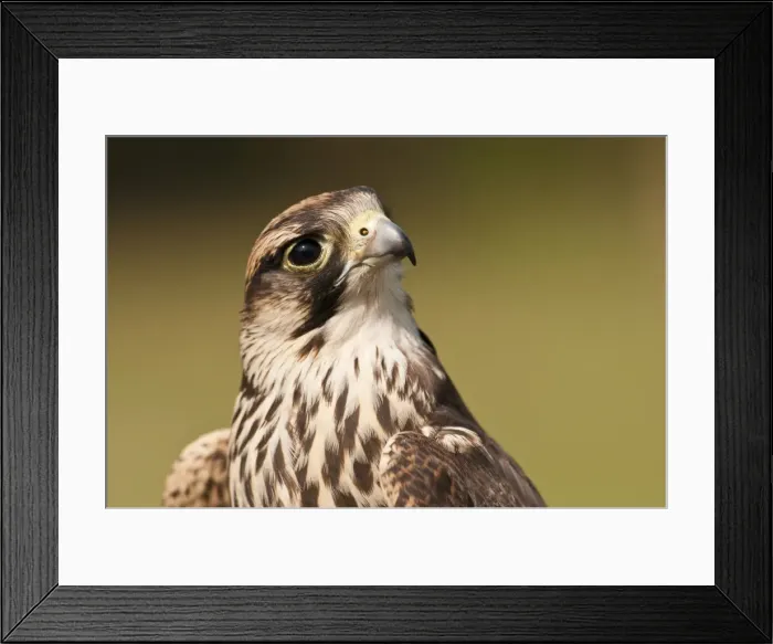 Framed Print : Picture No. 11671434 Framed Print : Picture No. 11671434