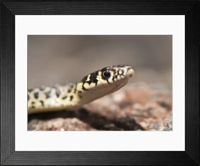 Framed Print : Picture No. 11671435 Framed Print : Picture No. 11671435