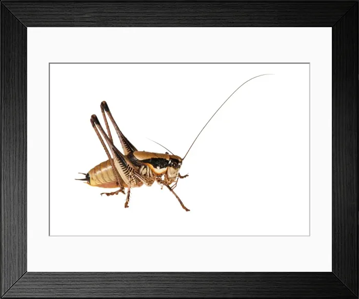 Framed Print : Picture No. 11671430 Framed Print : Picture No. 11671430