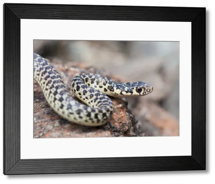 Framed Print : Picture No. 11671436 Framed Print : Picture No. 11671436