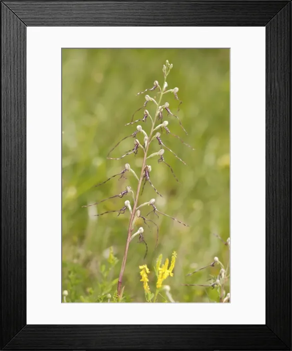 Framed Print : Picture No. 11671437 Framed Print : Picture No. 11671437