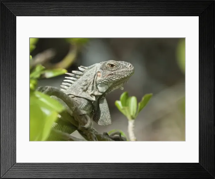 Framed Print : Picture No. 11671439 Framed Print : Picture No. 11671439