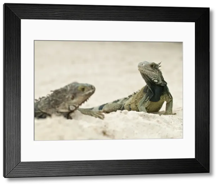 Framed Print : Picture No. 11671438 Framed Print : Picture No. 11671438