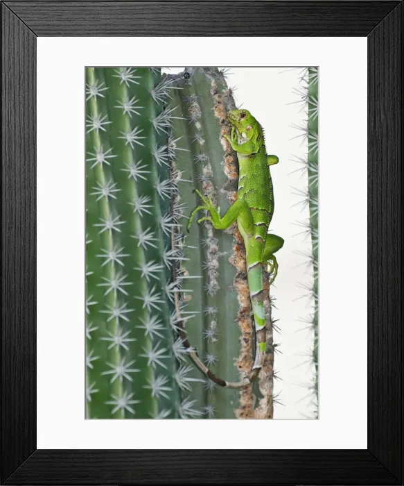 Framed Print : Picture No. 11671440 Framed Print : Picture No. 11671440