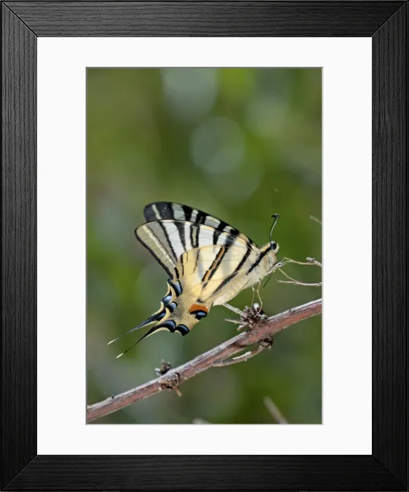 Framed Print : Picture No. 11671441 Framed Print : Picture No. 11671441