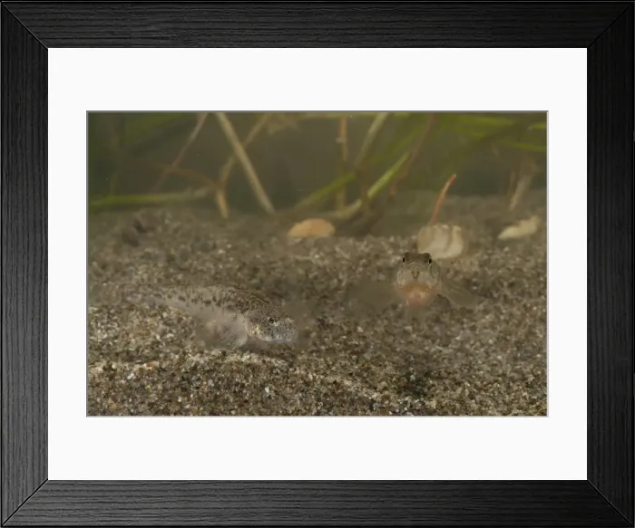 Framed Print : Picture No. 11671442 Framed Print : Picture No. 11671442
