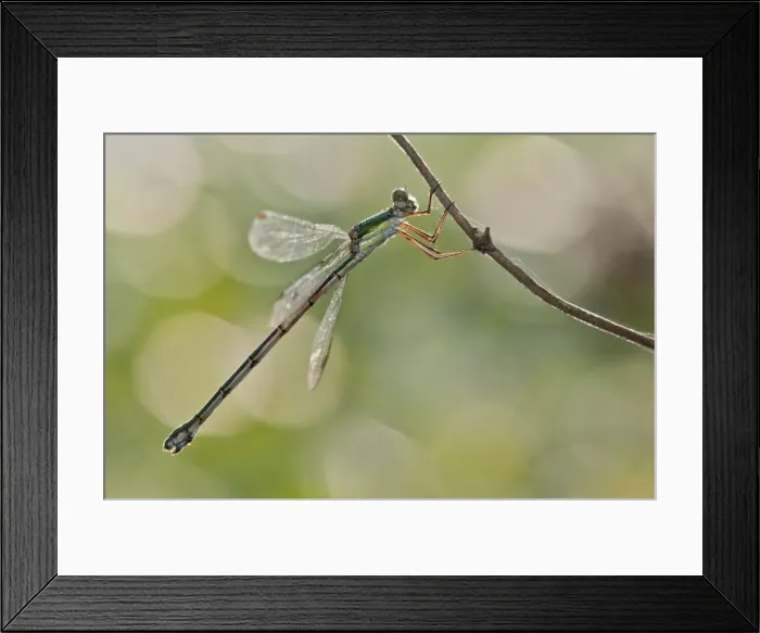 Framed Print : Picture No. 11671443 Framed Print : Picture No. 11671443