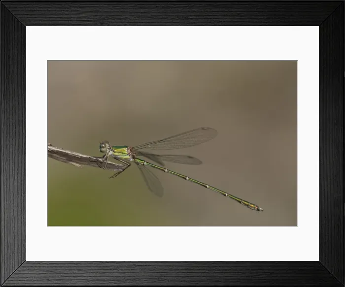 Framed Print : Picture No. 11671444 Framed Print : Picture No. 11671444