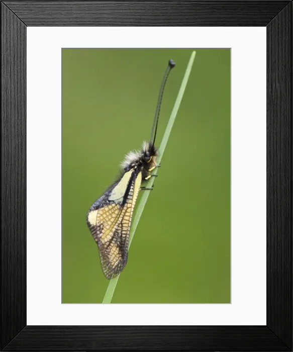 Framed Print : Picture No. 11671445 Framed Print : Picture No. 11671445