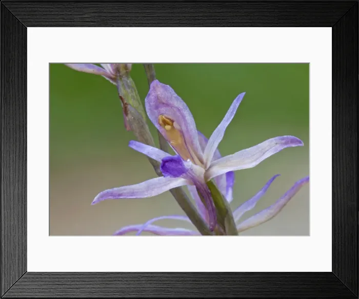 Framed Print : Picture No. 11671446 Framed Print : Picture No. 11671446