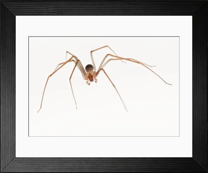 Framed Print : Picture No. 11671448 Framed Print : Picture No. 11671448