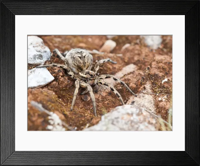 Framed Print : Picture No. 11671449 Framed Print : Picture No. 11671449
