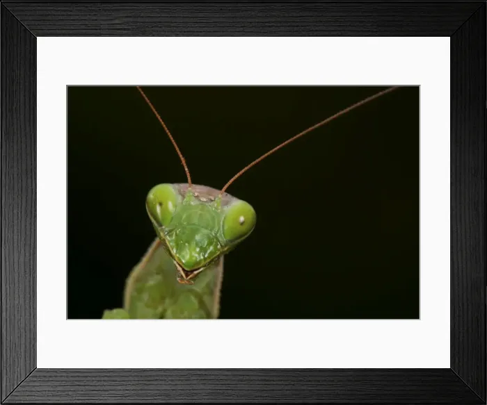 Framed Print : Picture No. 11671452 Framed Print : Picture No. 11671452