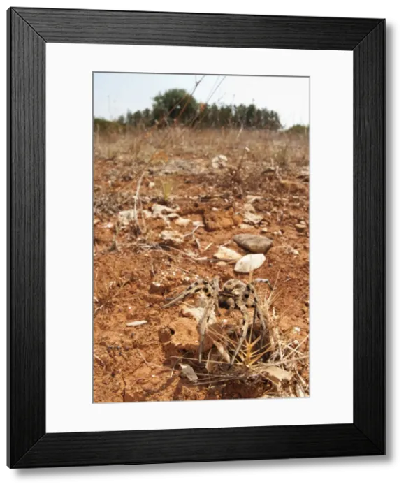 Framed Print : Picture No. 11671451