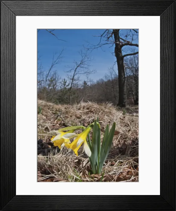 Framed Print : Picture No. 11671453 Framed Print : Picture No. 11671453