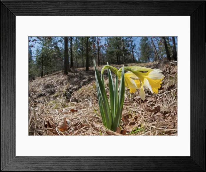 Framed Print : Picture No. 11671454 Framed Print : Picture No. 11671454