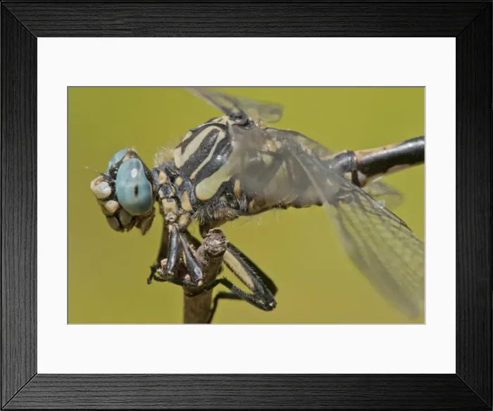 Framed Print : Picture No. 11671456 Framed Print : Picture No. 11671456