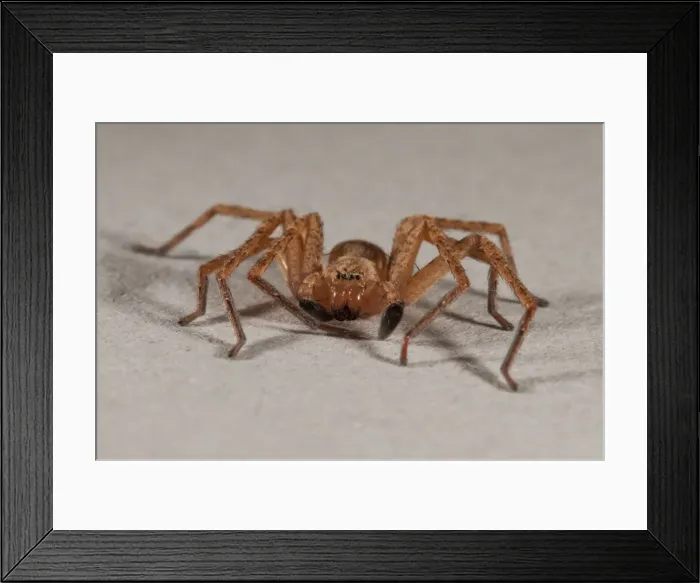 Framed Print : Picture No. 11671455 Framed Print : Picture No. 11671455
