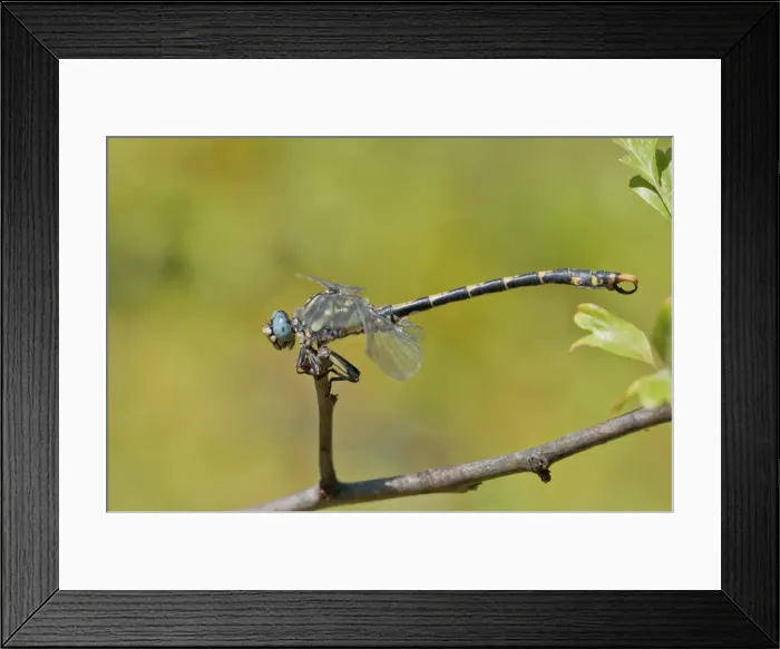 Framed Print : Picture No. 11671457 Framed Print : Picture No. 11671457