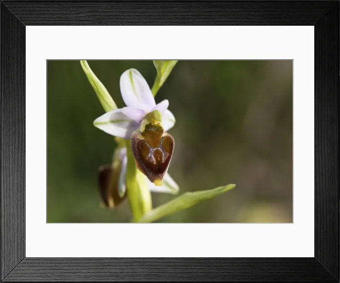 Framed Print : Picture No. 11671459 Framed Print : Picture No. 11671459