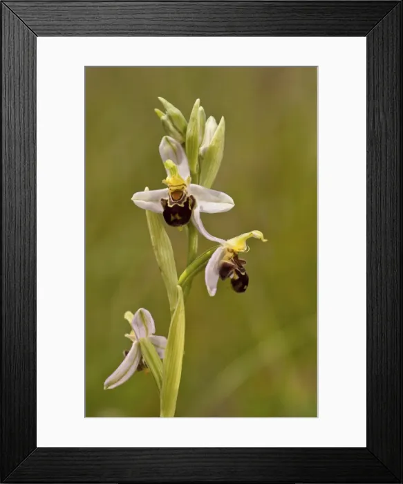 Framed Print : Picture No. 11671458