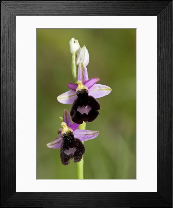 Framed Print : Picture No. 11671460 Framed Print : Picture No. 11671460