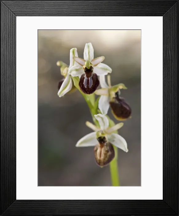 Framed Print : Picture No. 11671461 Framed Print : Picture No. 11671461
