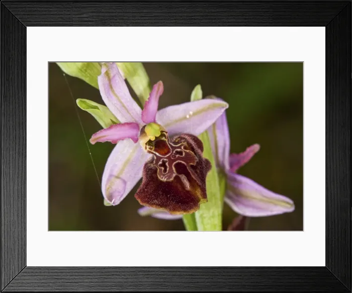 Framed Print : Picture No. 11671462 Framed Print : Picture No. 11671462