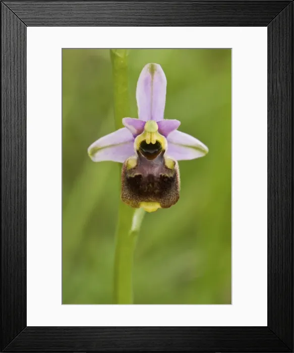 Framed Print : Picture No. 11671464 Framed Print : Picture No. 11671464