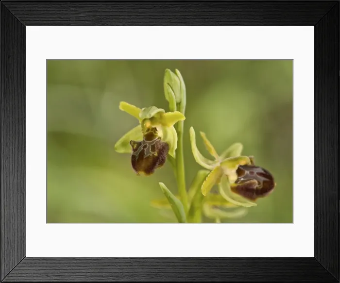 Framed Print : Picture No. 11671465 Framed Print : Picture No. 11671465