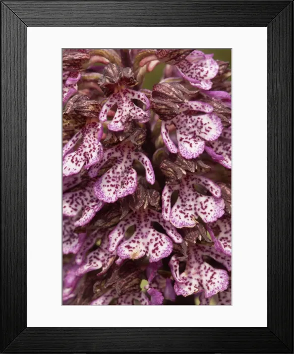 Framed Print : Picture No. 11671466 Framed Print : Picture No. 11671466