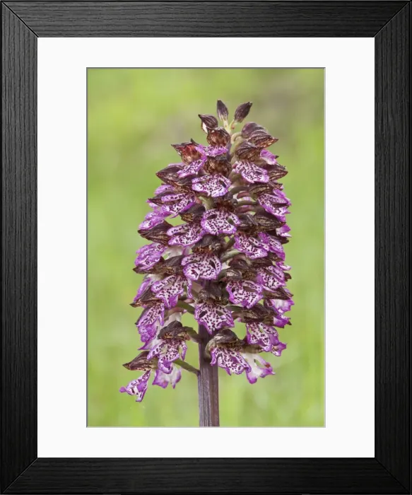 Framed Print : Picture No. 11671467 Framed Print : Picture No. 11671467