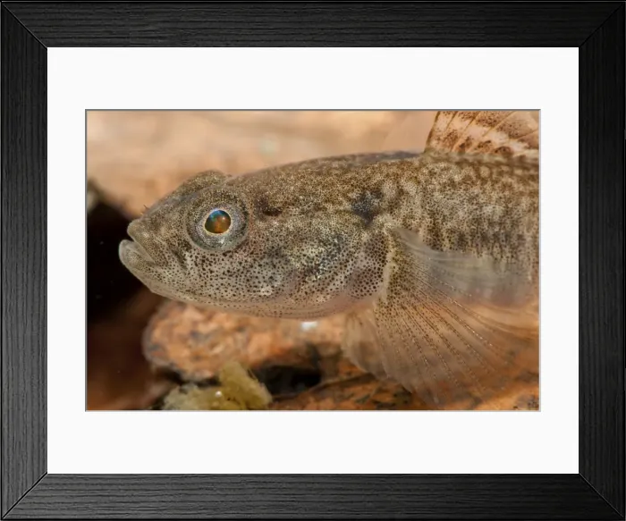 Framed Print : Picture No. 11671468 Framed Print : Picture No. 11671468