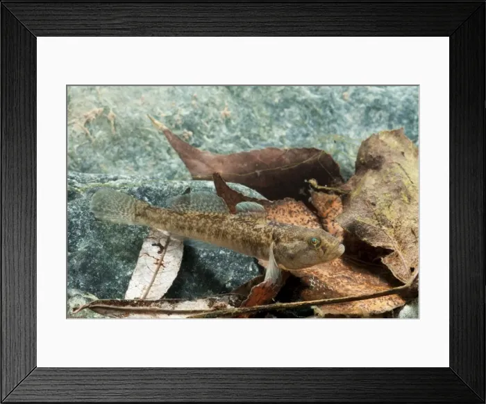 Framed Print : Picture No. 11671469 Framed Print : Picture No. 11671469