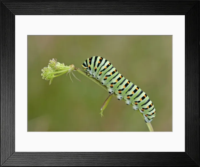 Framed Print : Picture No. 11671470 Framed Print : Picture No. 11671470